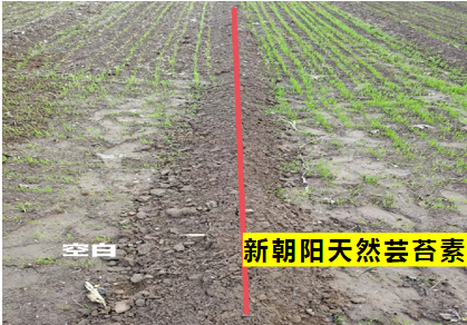 小麥拌種選新朝陽天然蕓苔素，讓小麥高產(chǎn)贏在起跑線上！（小麥在什么時候用蕓苔素效果最佳）